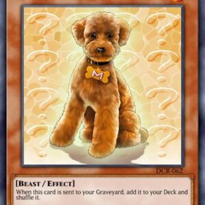 Outstanding Dog Marron